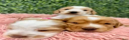 Cocker Spaniel dogs for sale: 🧡🤍 KC REG Show cocker Spaniel puppies for sale - Advert 12