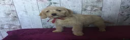Mixed Breed dogs for sale: Cockador x poodle pups - Advert 5