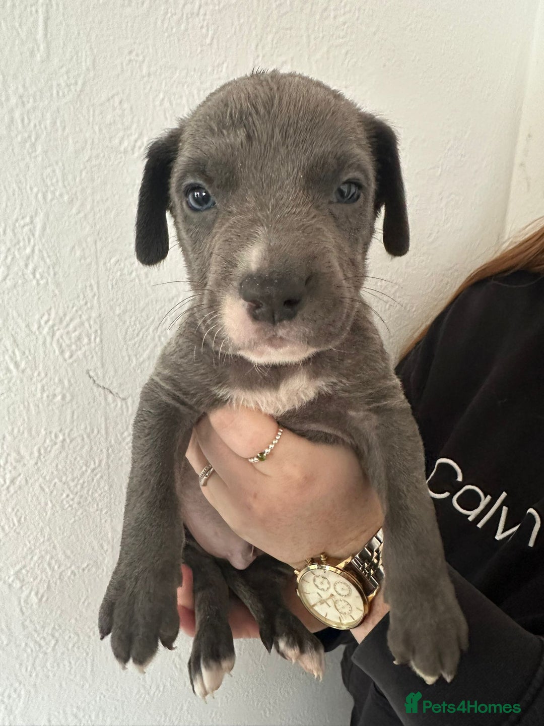 Mixed Breed dogs for sale: Cane corso x alpha blue bulldog puppies  - Advert 6