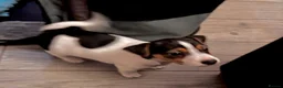 Jack Russell dogs for sale: Beautiful Pure bred Jack Russells - Advert 8