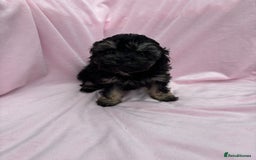 Cavapoo dogs for sale: Ready now Cavapoo puppies for sale  - Image 10