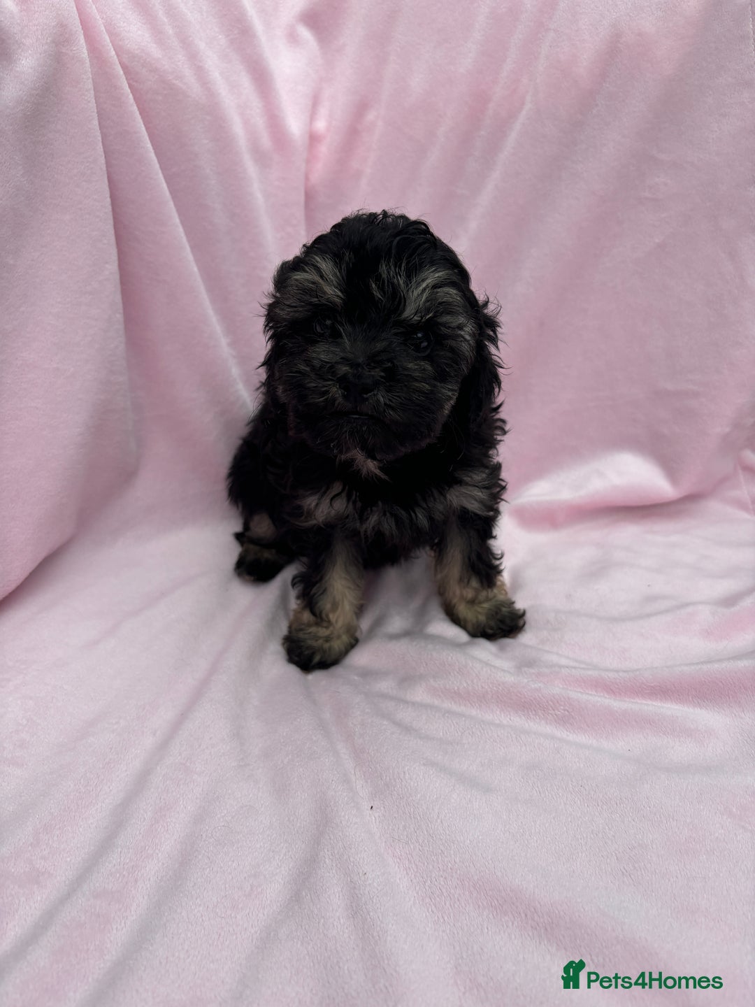 Cavapoo dogs for sale: Ready now Cavapoo puppies for sale  - Image 10