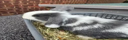 Mini Lop rabbits for sale: 8 week old mini lops. Ready now.  in Tamworth - Advert 15