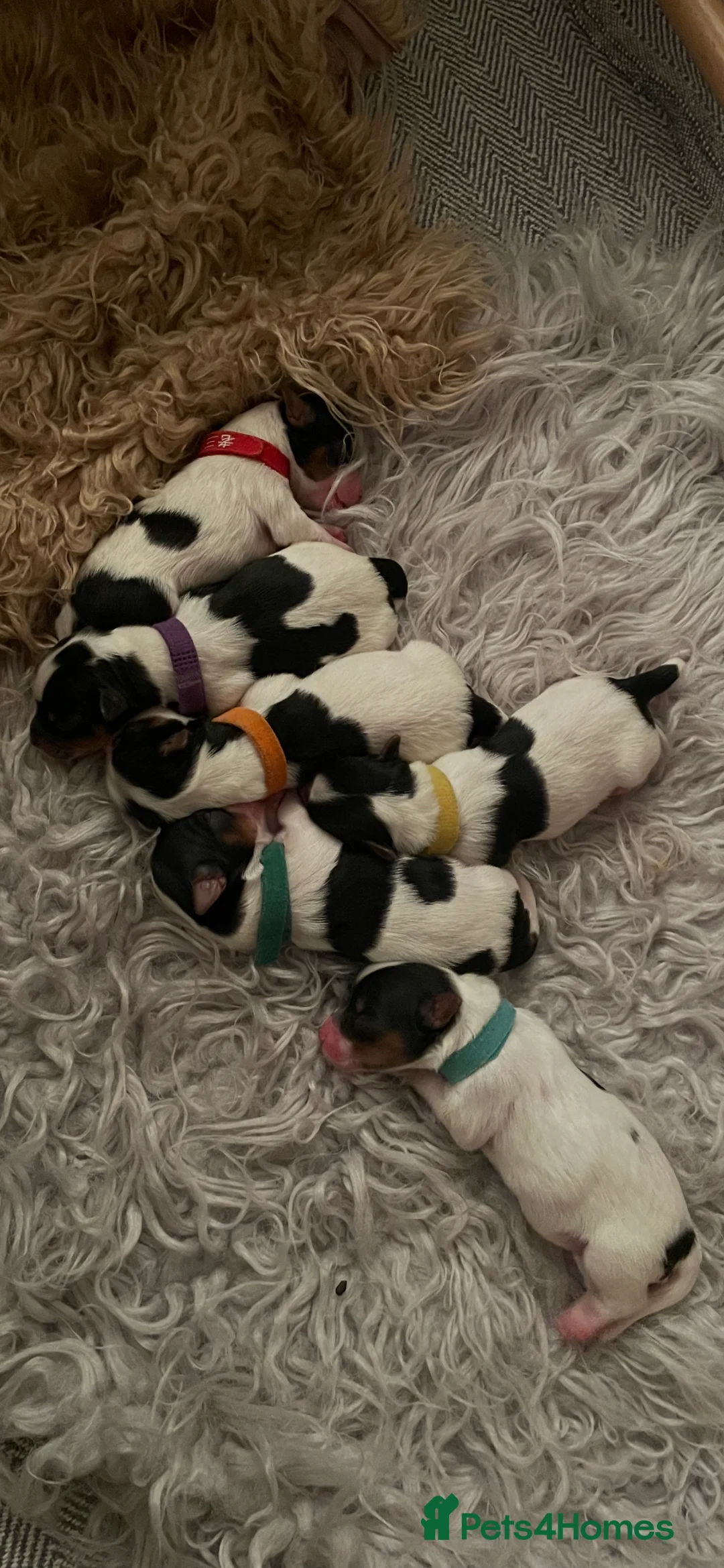 Biewer Terrier dogs for sale: Biewer Terrier Puppies  - Advert 2