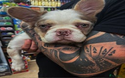 French Bulldog dogs for sale: Fluffy French bulldog for sale - Image 3