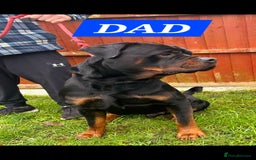 Rottweiler dogs for sale: KC REGISTERED ROTTWEILER PUPPIES in Lutterworth - Image 5