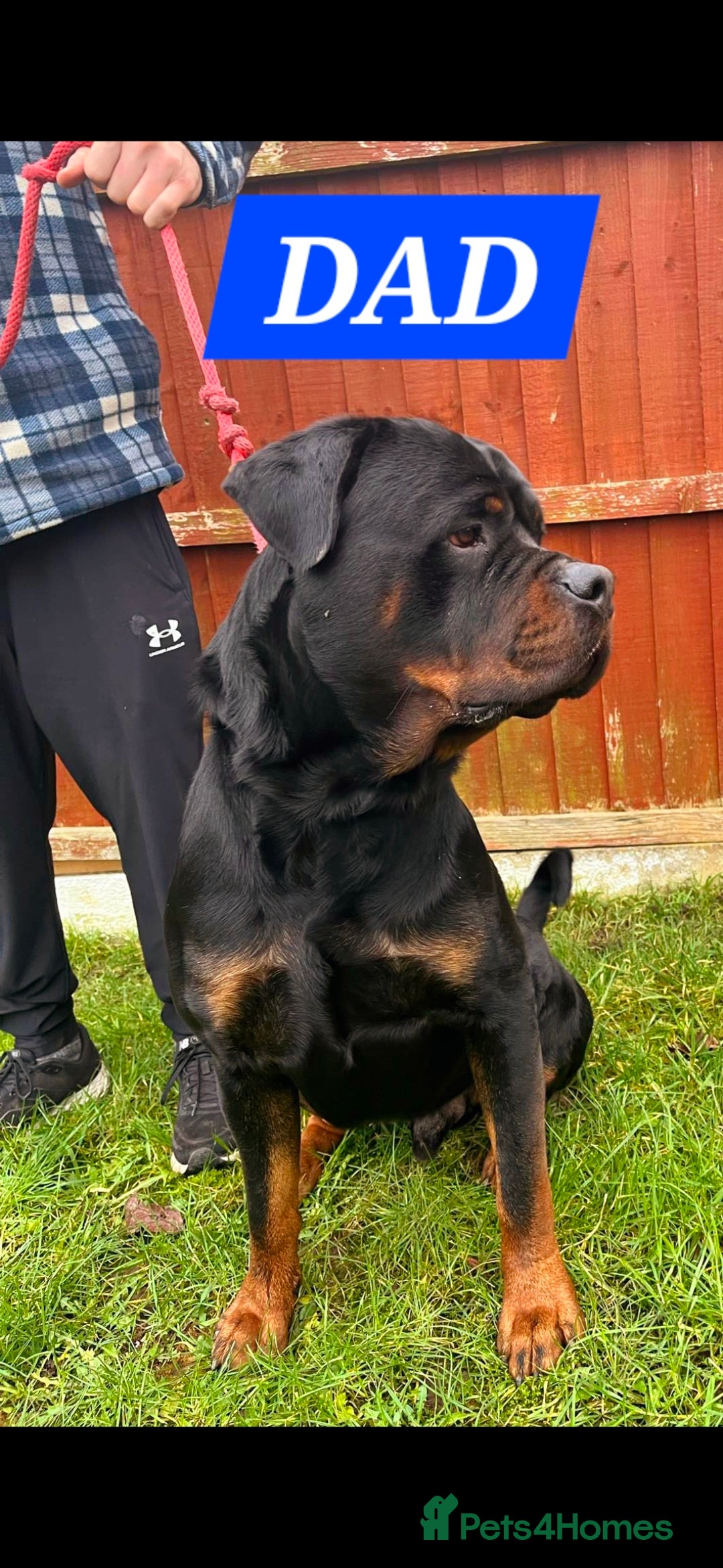 Rottweiler dogs for sale: KC REGISTERED ROTTWEILER PUPPIES in Lutterworth - Image 5