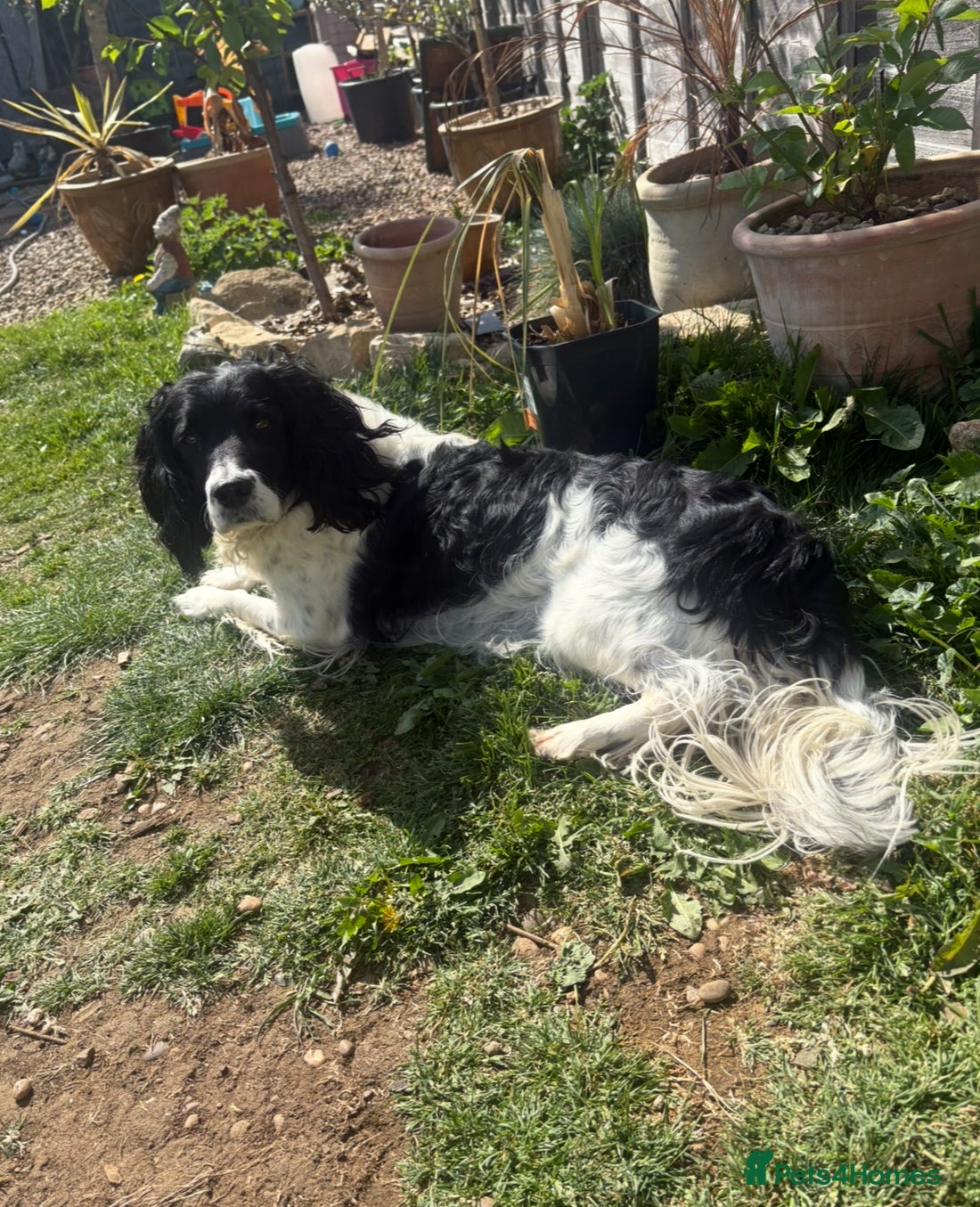 English Springer Spaniel dogs Springer spaniel  - Advert 12