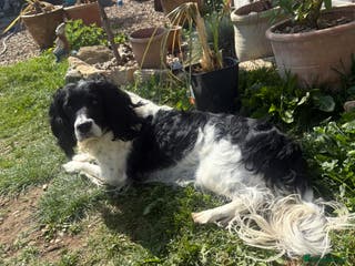 English Springer Spaniel dogs Springer spaniel - Advert 3