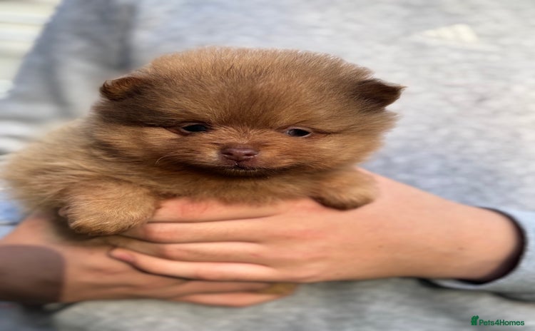 Pomeranian dogs - Advert 1