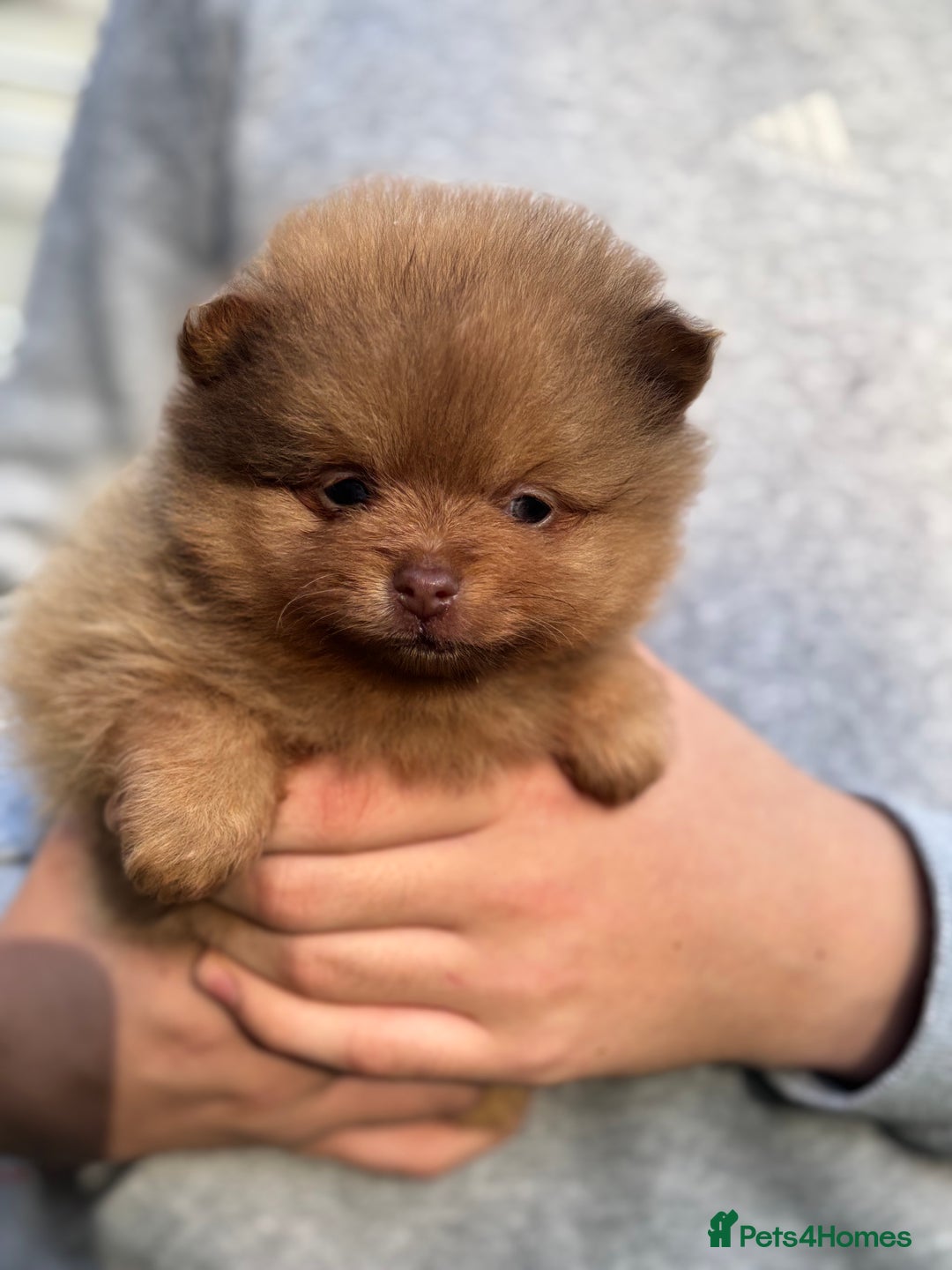 Pomeranian dogs for sale: Exotic color, mini Pomeranians  - Image 1