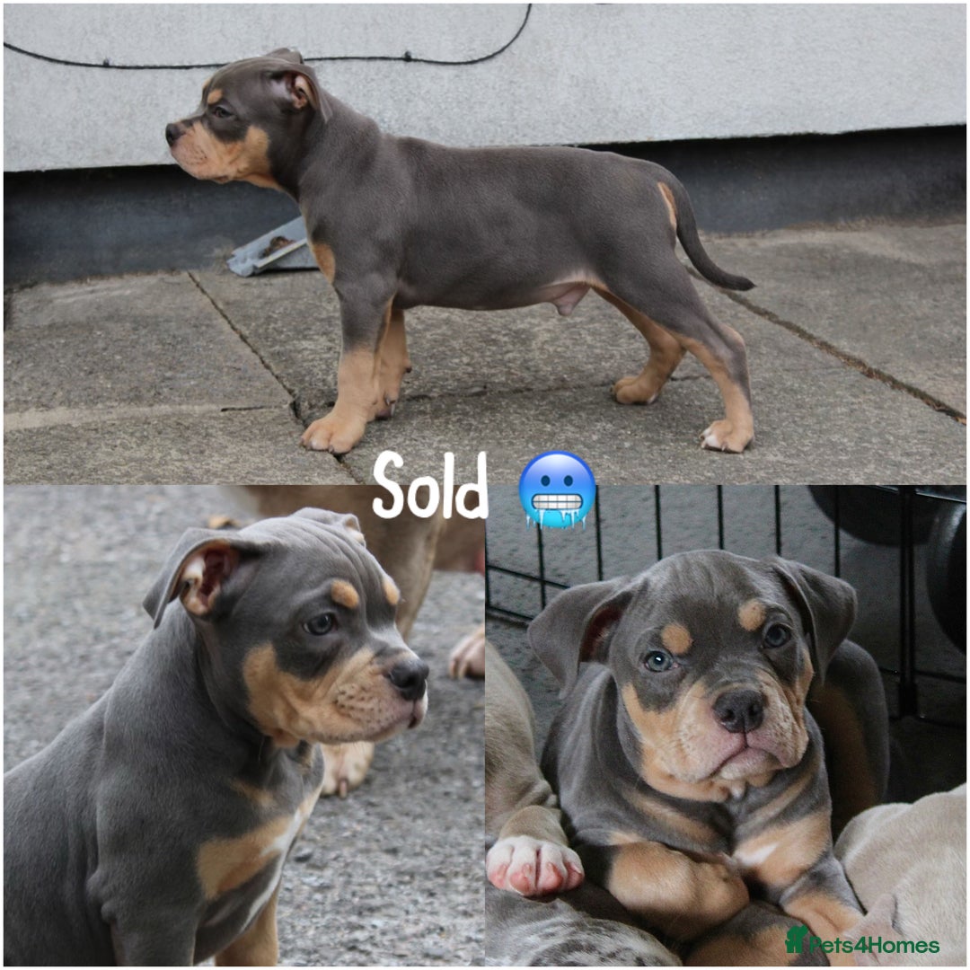 Muscletone Bullys Last COWBOY/MUSCLETONE Pocket Bully Pups