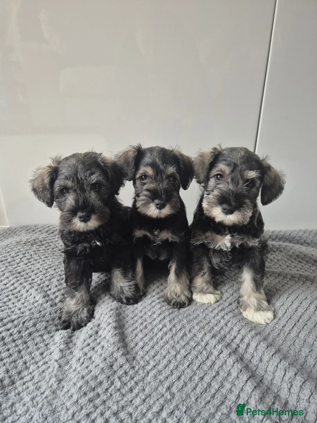 Miniature Schnauzer dogs for sale: KC Registered Miniature Schnauzer Puppies - Advert 2