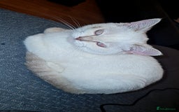 Bengal cats for sale: Bengal cat  - Image 2