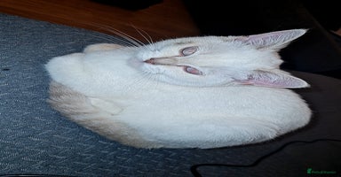 Bengal cats - Advert 8