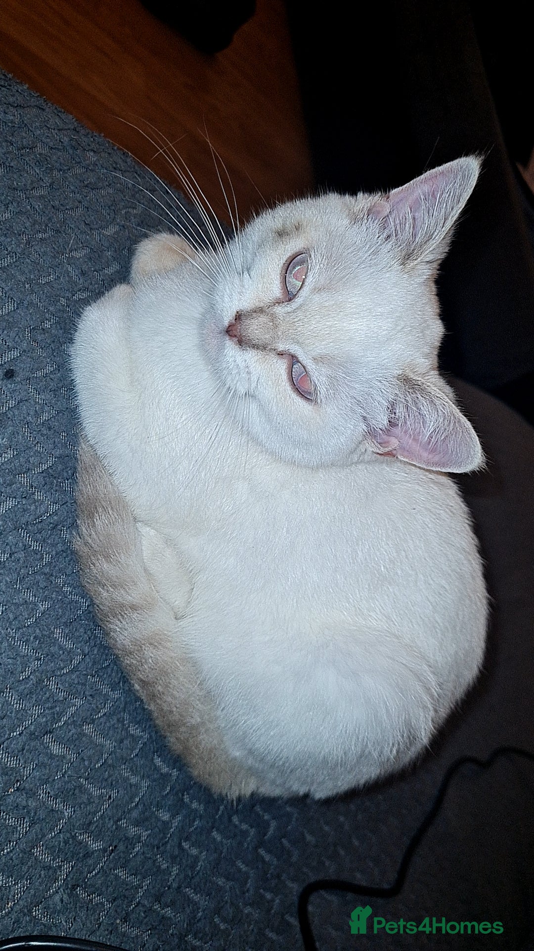 Bengal cats for sale: Bengal cat  - Image 2