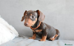 Miniature Dachshund dogs for sale: Miniature Dachshund Boys **READY NOW** - Image 14