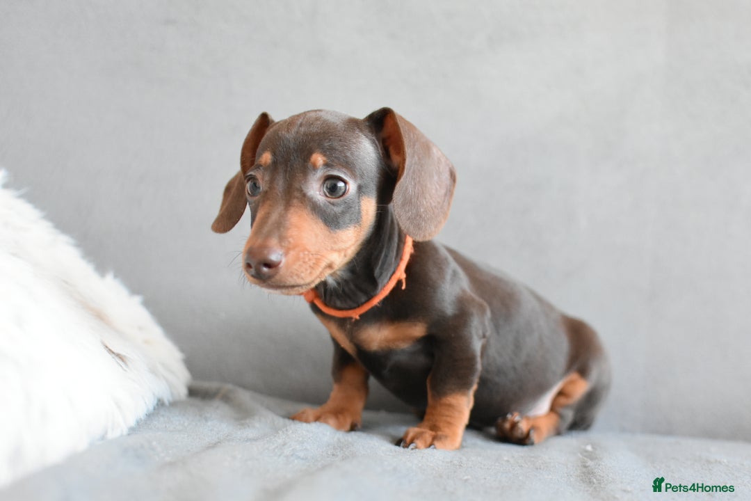 Miniature Dachshund dogs for sale: Miniature Dachshund Boys **READY NOW** - Image 14