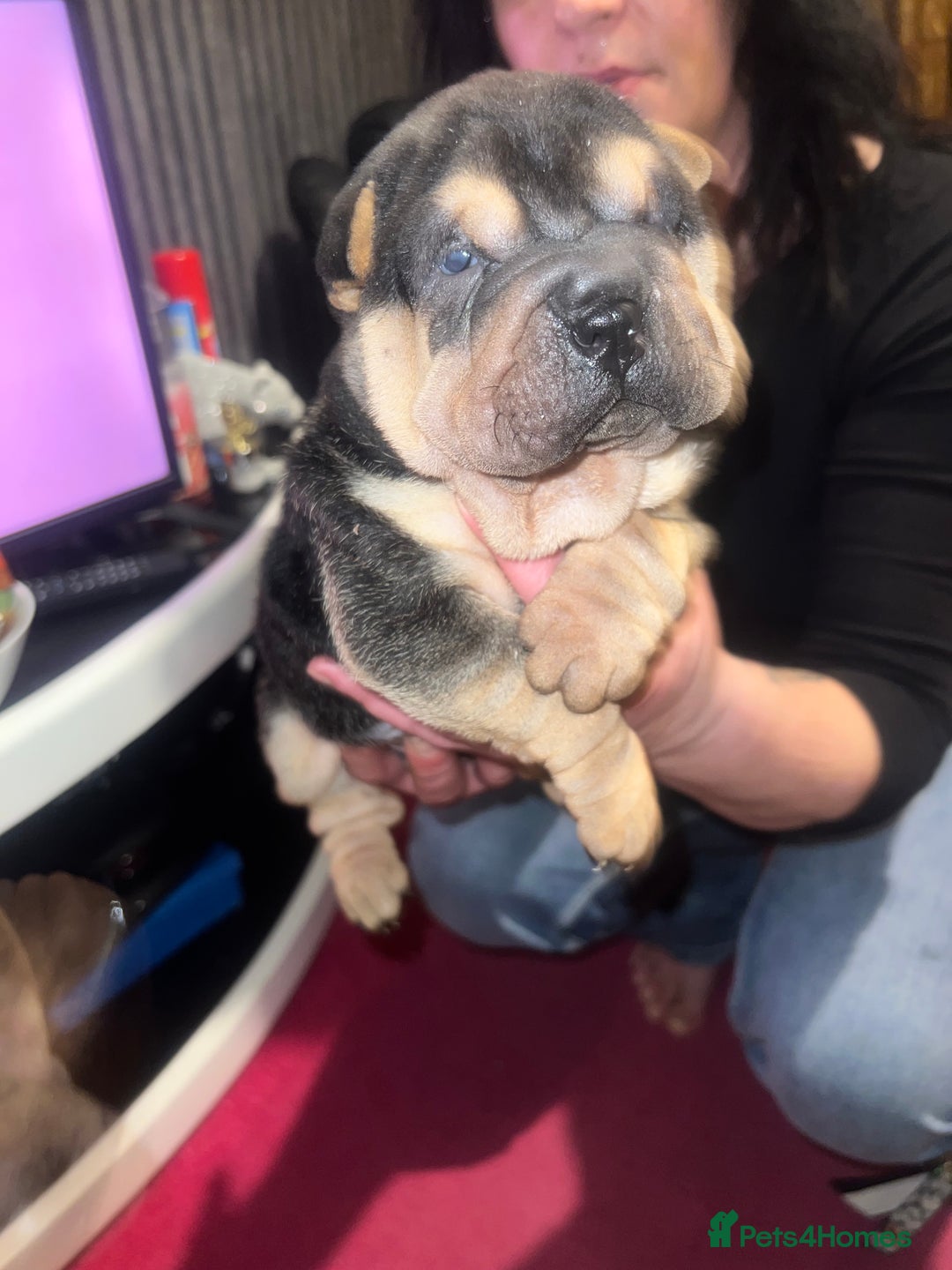 Shar Pei dogs for sale: Adorable Chinese Shar-Pei Puppies for Sale! - Advert 3