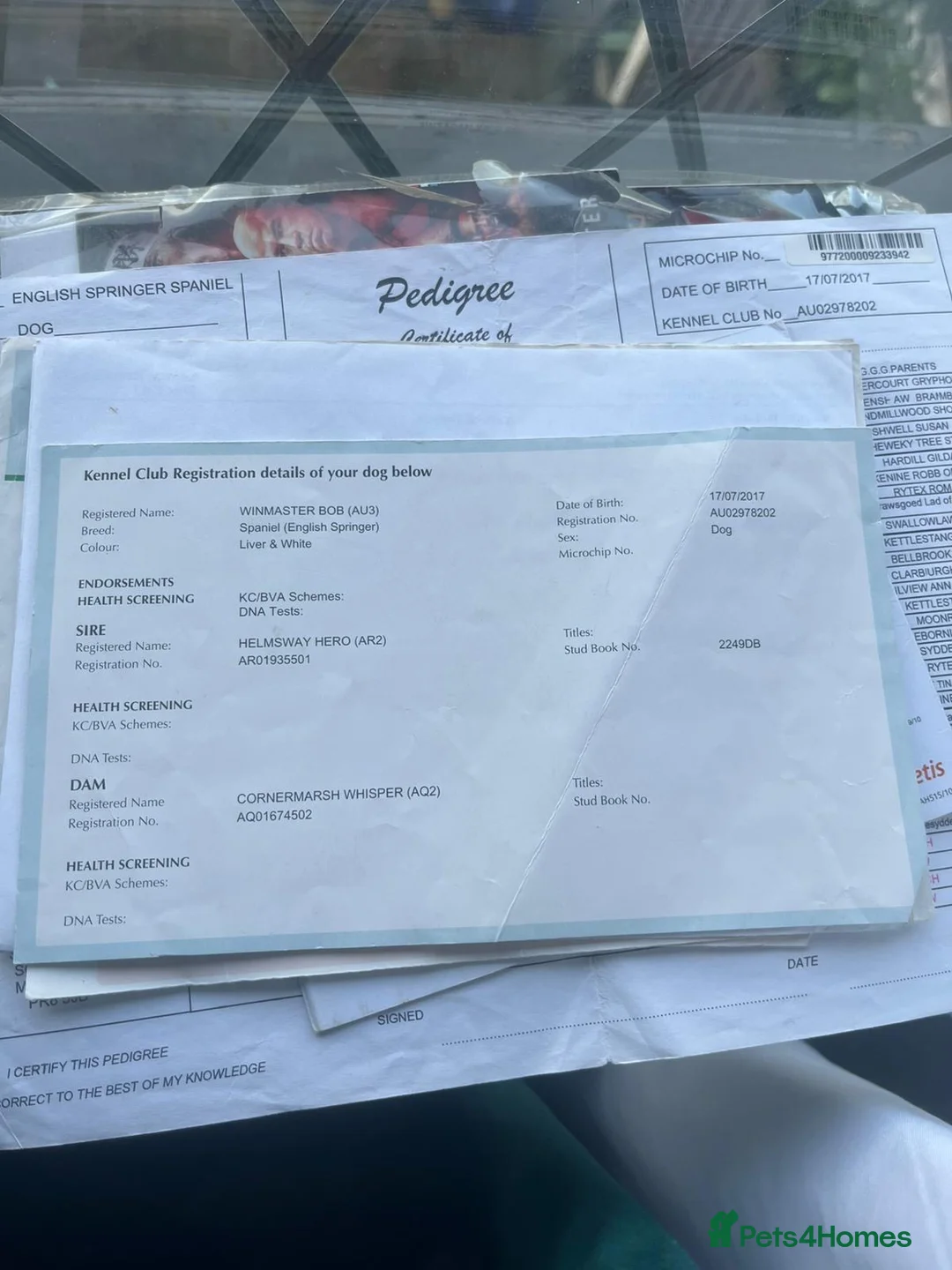 English Springer Spaniel dogs for sale: Bella-rose in Wigan - Advert 2