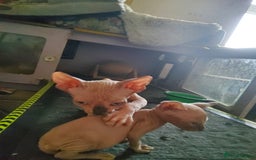 Sphynx cats for sale: I would like a girl and a boy in one family. - Image 10