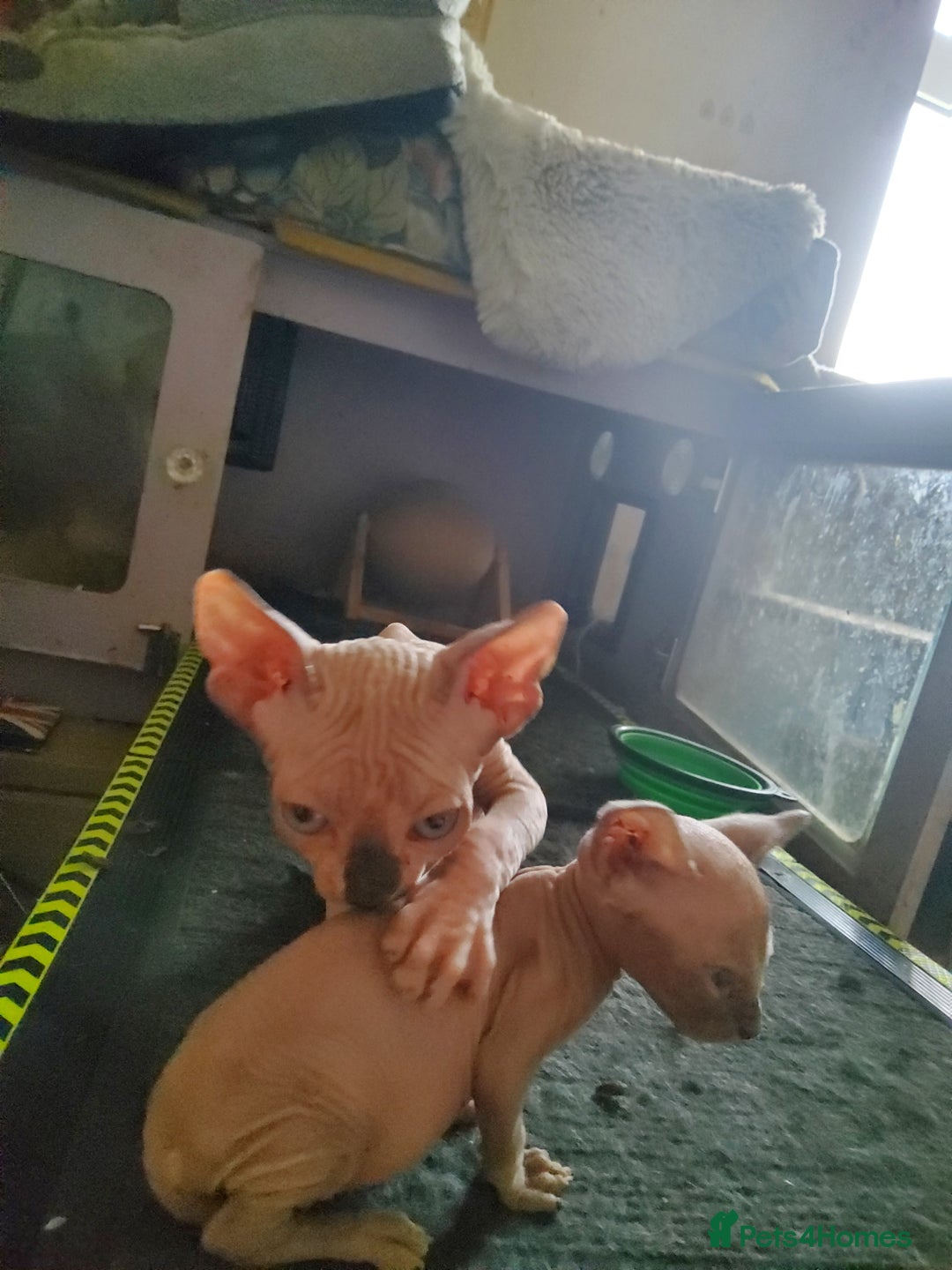 Sphynx cats for sale: I would like a girl and a boy in one family. - Image 10