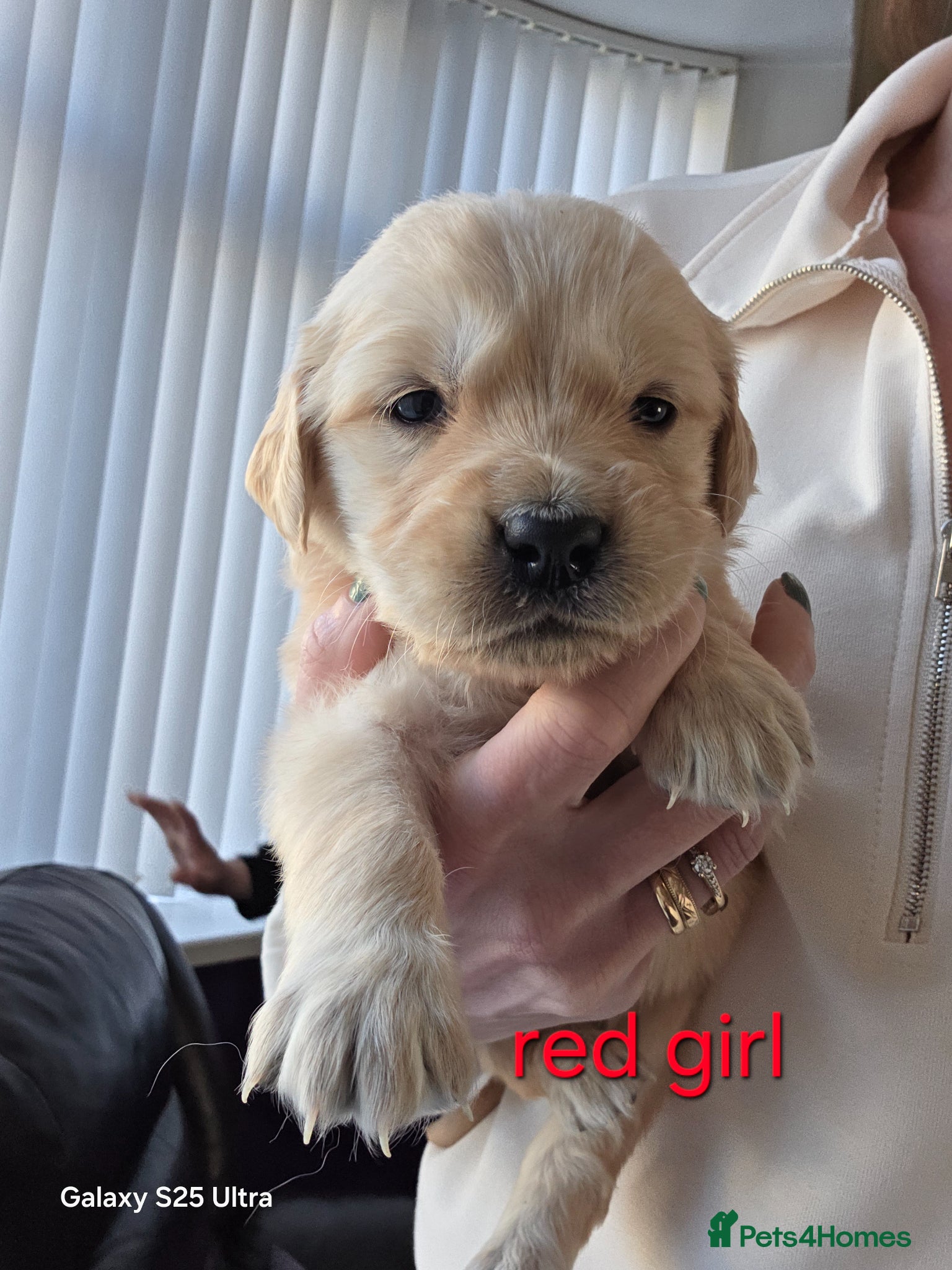 Golden Retriever dogs Golden Retriever Puppies - Advert 1