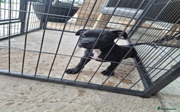 Staffordshire Bull Terrier dogs for sale: LAST PUPPY LEFT MALE KC CHAMPION BLOODLINE  in Stanford-le-Hope - Image 30