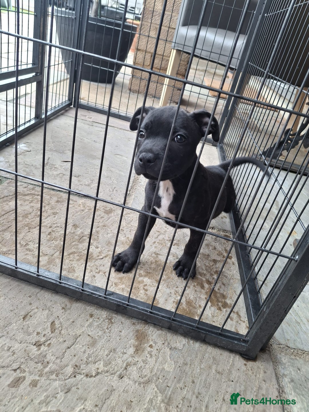 Staffordshire Bull Terrier dogs for sale: LAST PUPPY LEFT MALE KC CHAMPION BLOODLINE  in Stanford-le-Hope - Image 30