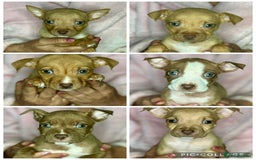 Mixed Breed dogs for sale: Siberian Husky x Pocket Bully's - Advert 8