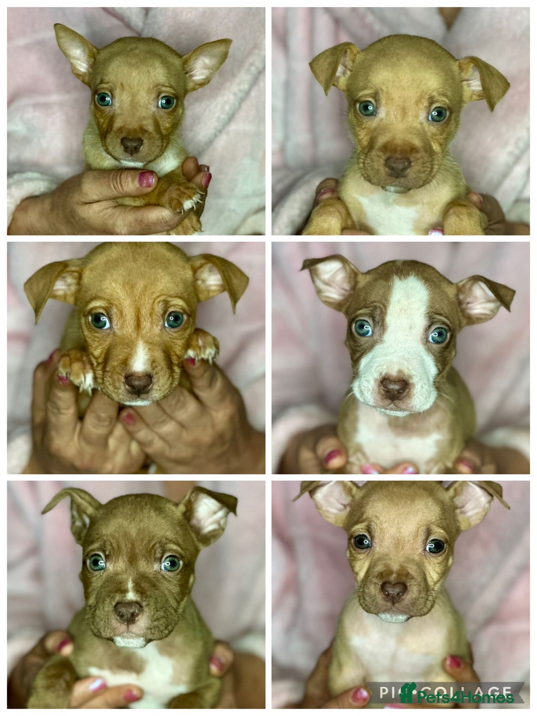 Mixed Breed dogs for sale: Siberian Husky x Pocket Bully's - Advert 8