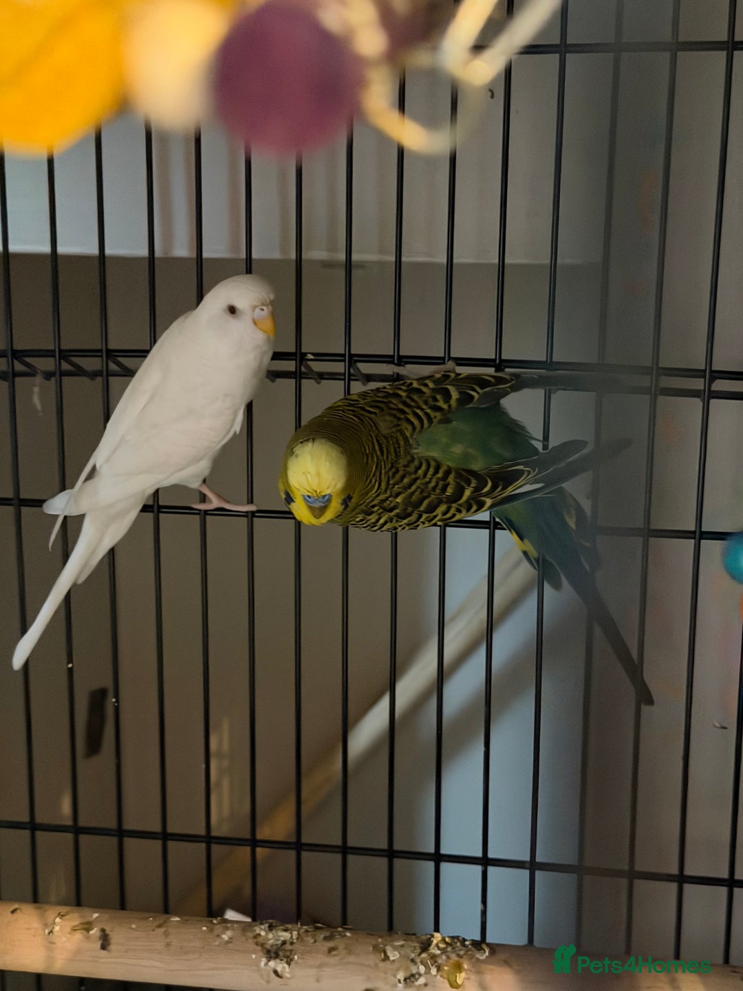 Budgerigars birds for sale: Male and female budgies - Advert 2