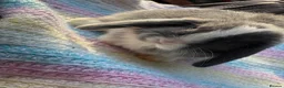 Mini Lop rabbits for sale: 10 weeks old Pure Bred Mini Lop Rabbit For Sale - Advert 2