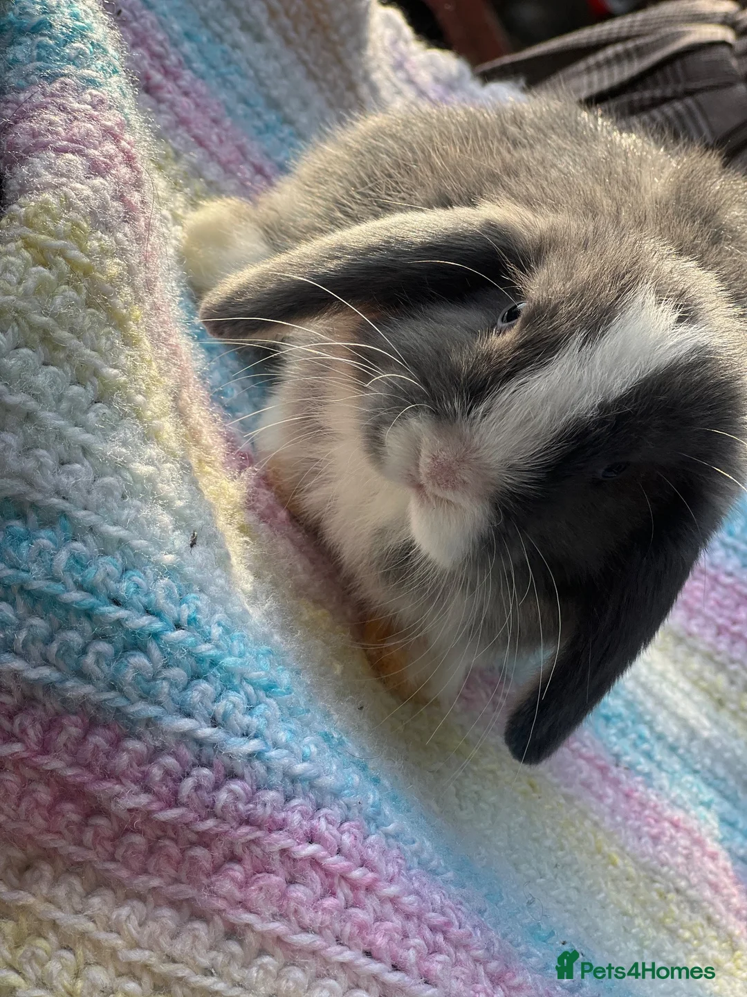 Mini Lop rabbits for sale: 10 weeks old Pure Bred Mini Lop Rabbit For Sale - Advert 2