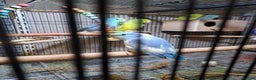 Parrots birds for sale: Three young parrolets  - Advert 5