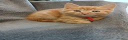 Mixed Breed cats for sale: Ginger male kitten - Advert 5