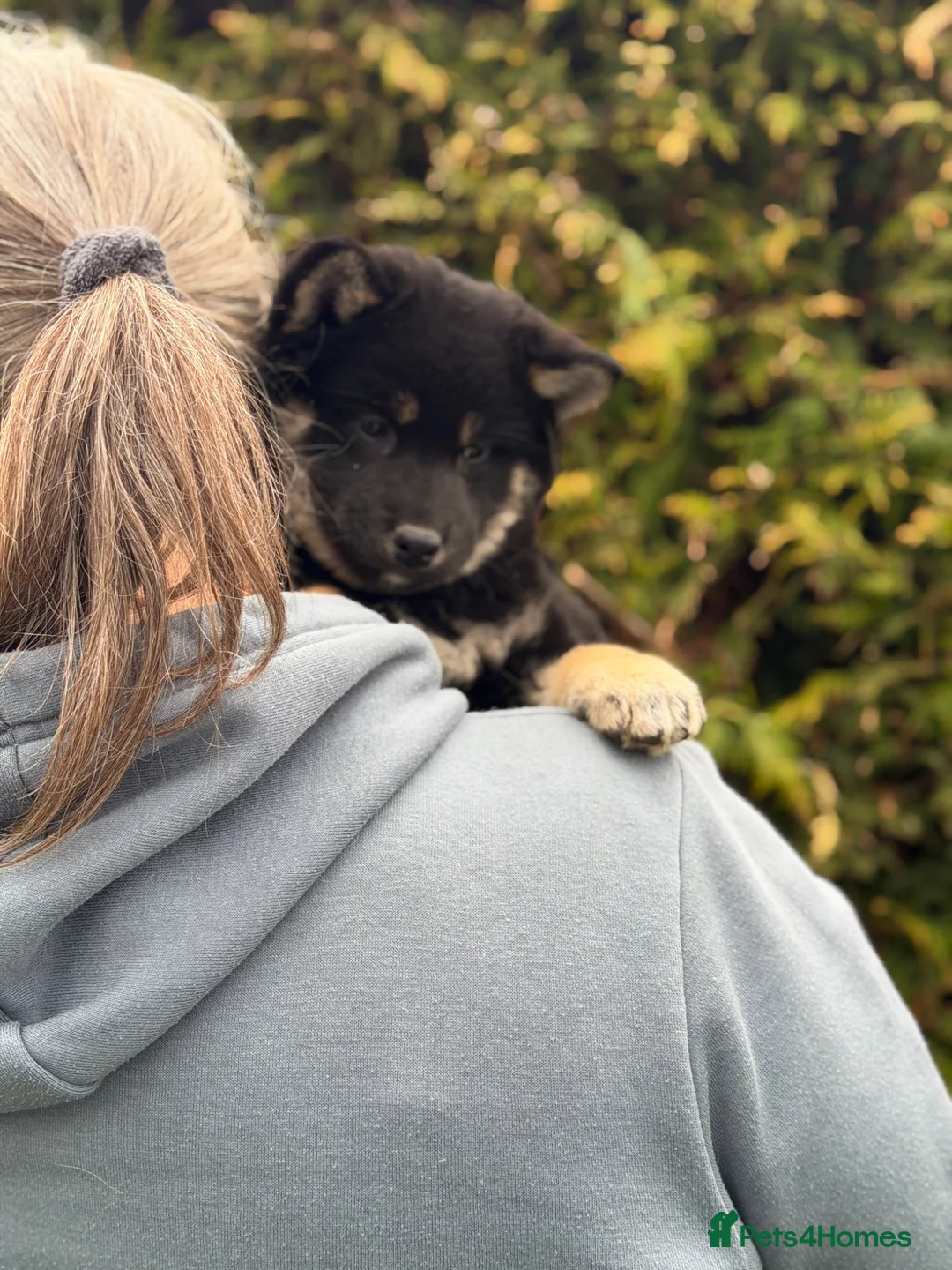 Japanese Shiba Inu dogs for sale: Champion Bloodline Shiba Inu Puppies  - Advert 1