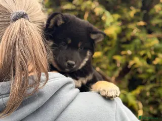 Japanese Shiba Inu dogs Champion Bloodline Shiba Inu Puppies - Advert 1