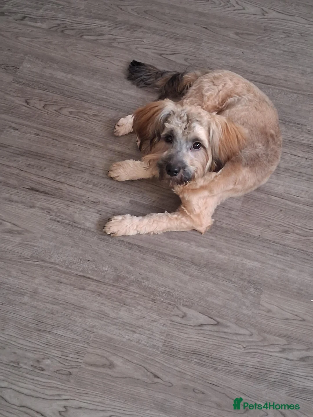 Shihpoo dogs for sale: Shihpoo  in Havant - Advert 2