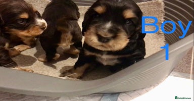 Cocker Spaniel dogs - Advert 10