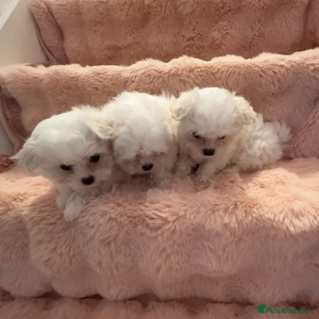 Maltese dogs for sale: Korean Maltese puppy’s available  - Advert 30