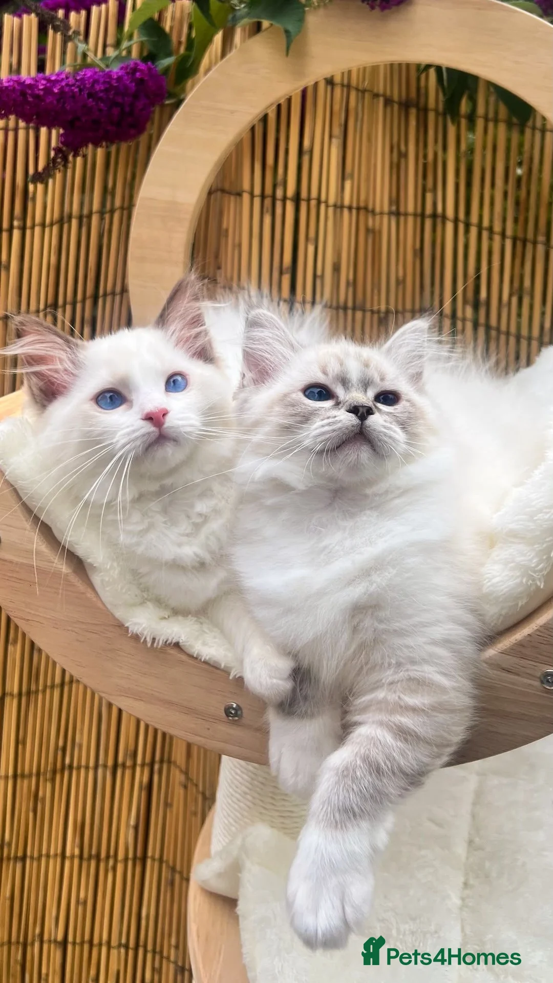 Ragdoll cats for sale: ✨ GCCF Registered Ragdoll Kittens Summer 2027 ✨ - Advert 2
