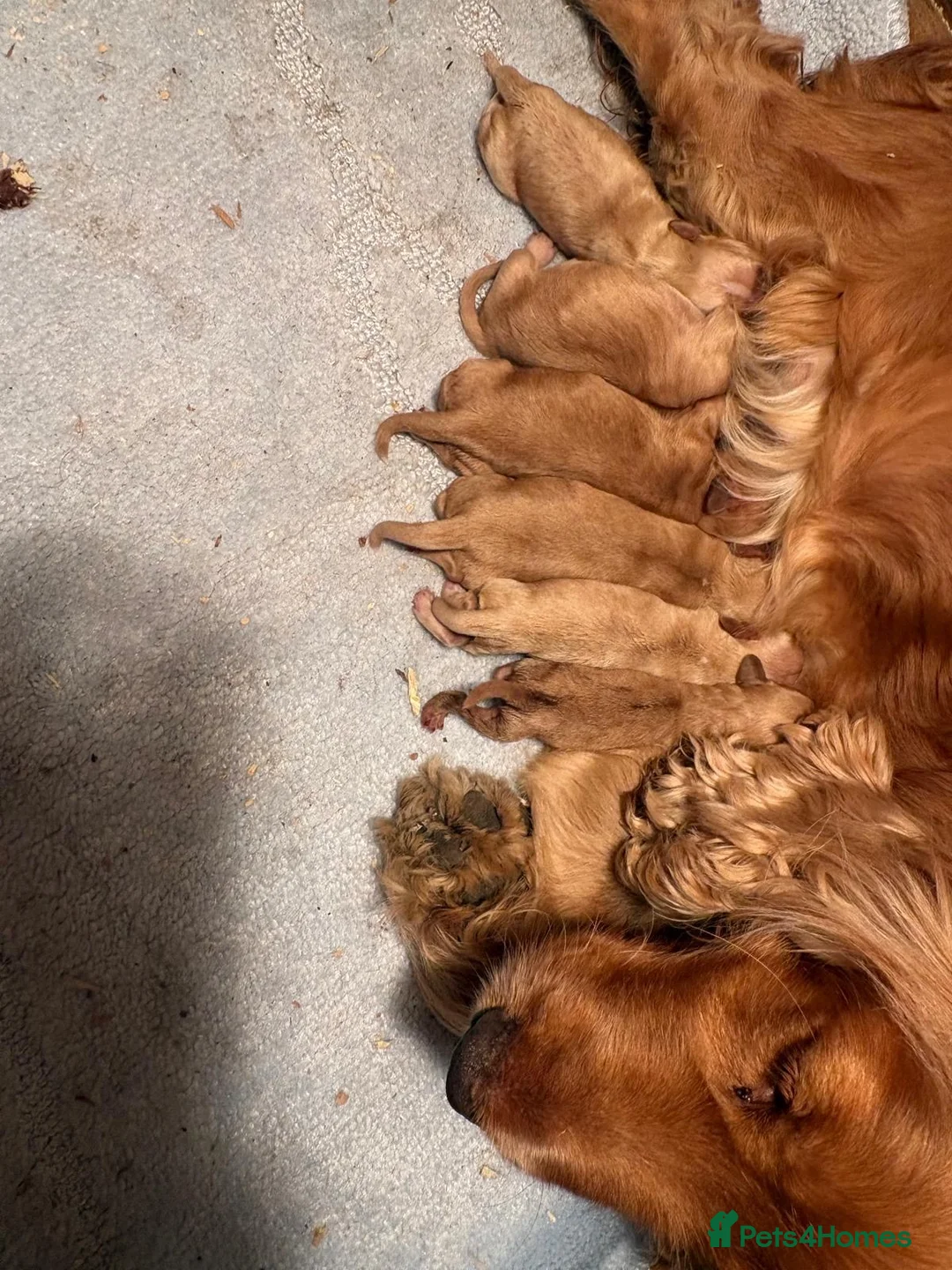 Cocker Spaniel dogs for sale: Cocker spaniel puppies  in Maldon - Advert 10