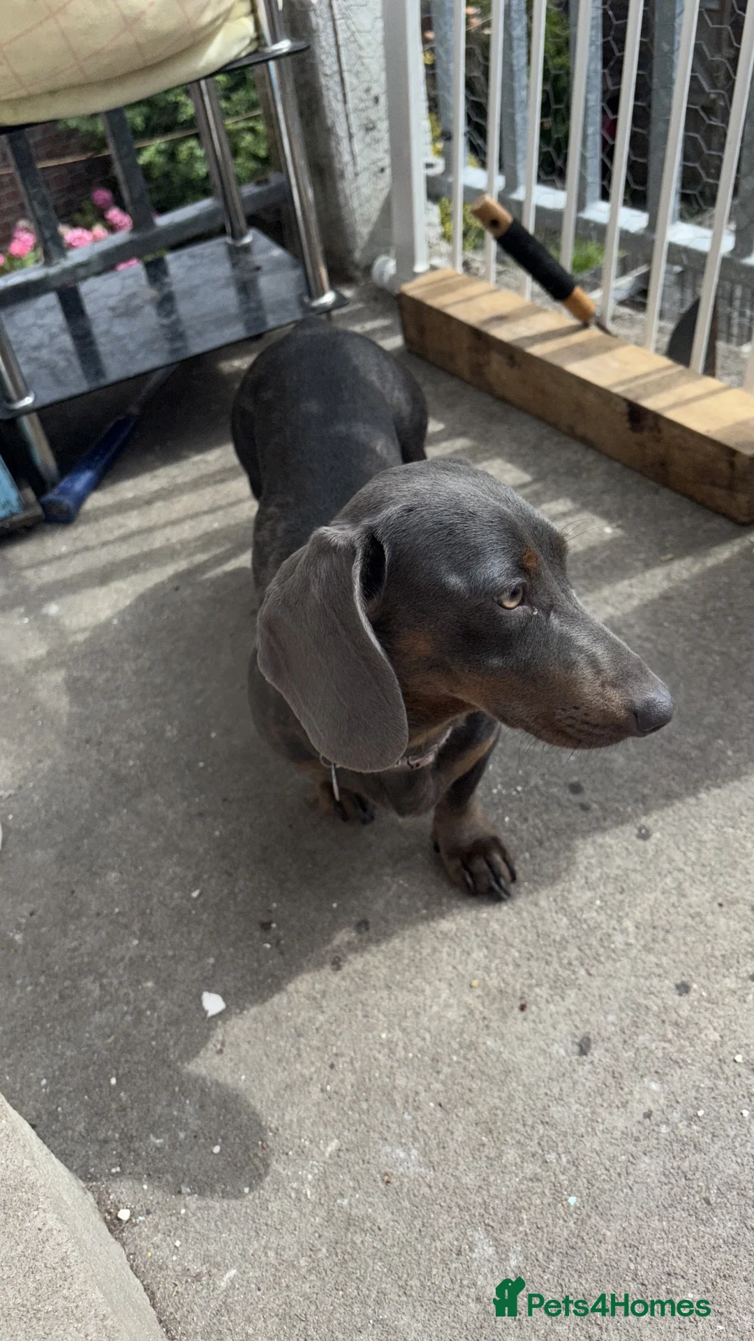 Dachshund dogs for sale: Female dachshund  - Advert 2