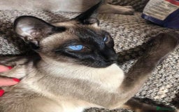 Siamese cats for sale: Siamese kittens - girls  - Image 40