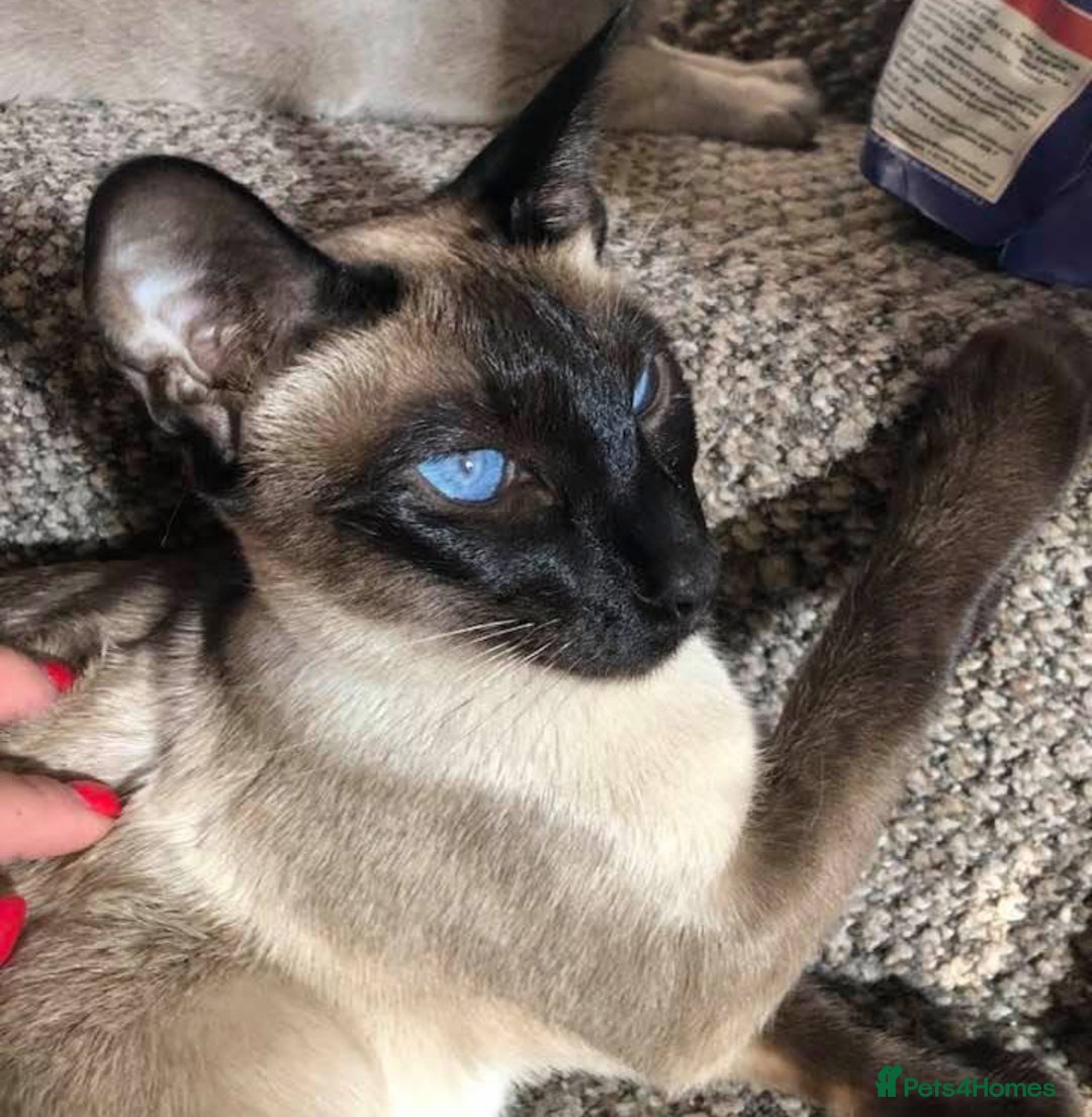 Siamese cats for sale: Siamese kittens - girls  - Image 40