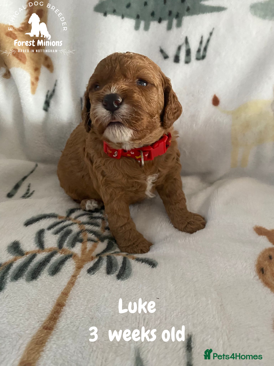 Cockapoo dogs for sale: Beautiful Cockapoo puppies (DNA CLEAR) - Advert 2