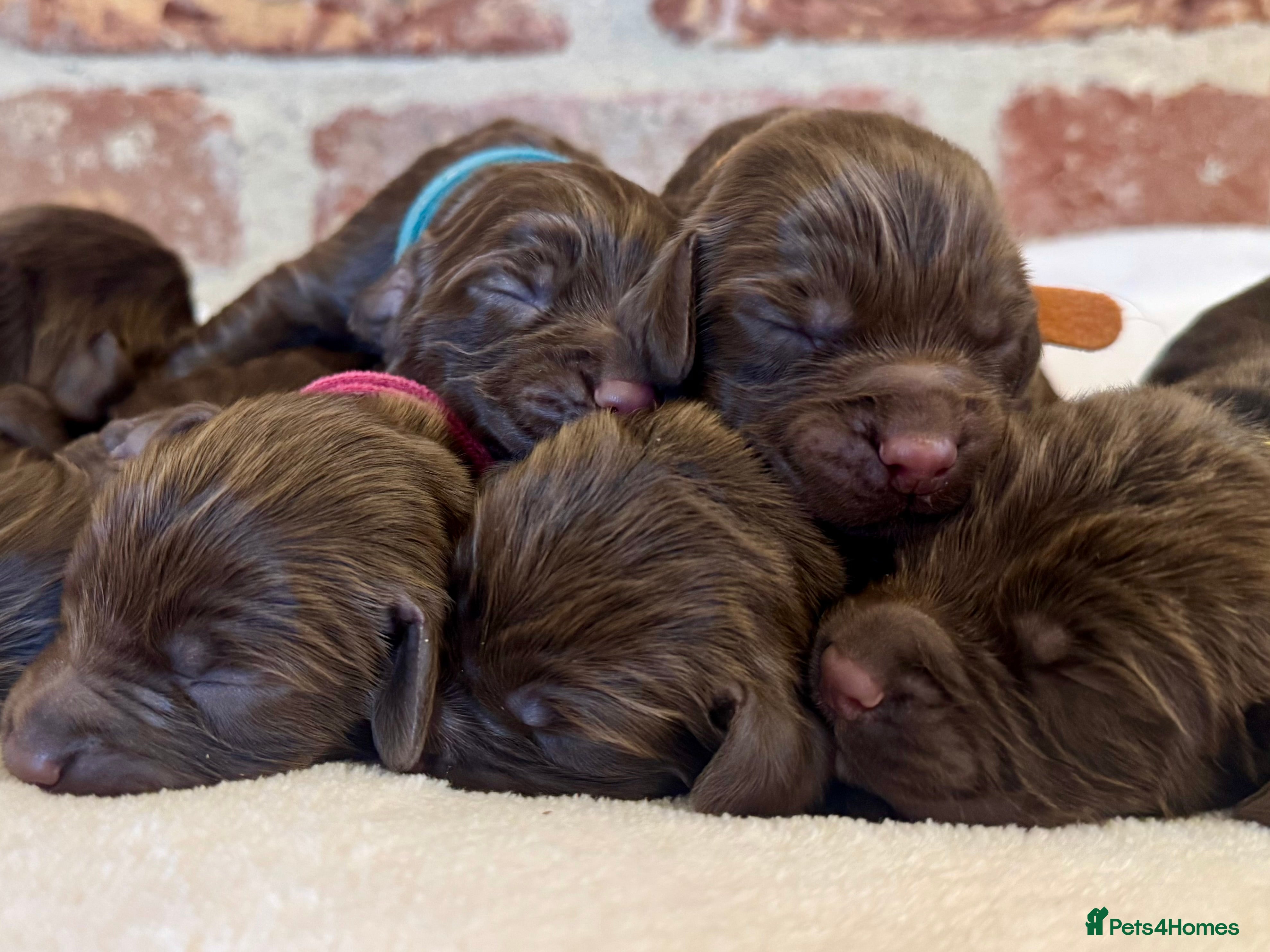 Cocker Spaniel dogs Kennel club registered  - Advert 4