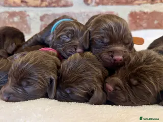 Cocker Spaniel dogs Kennel club registered - Advert 4