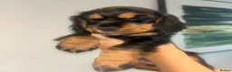 Cocker Spaniel dogs for sale: Beautiful english cocker spaniels leave 24th July  - Advert 18